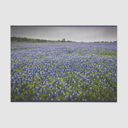 Blue Spring Bluebonnet Field Texas State Flower Tissuepapier (Voorkant)
