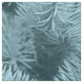Blue Spruce Cotton Stof (Close Up)