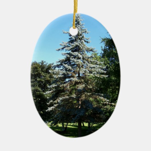Blue Spruce Ornament (Voorkant)