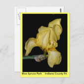 Blue Spruce     ParkIndiana County PA Briefkaart (Voorkant / Achterkant)