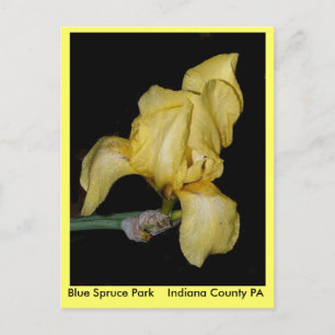 Blue Spruce ParkIndiana County PA Briefkaart