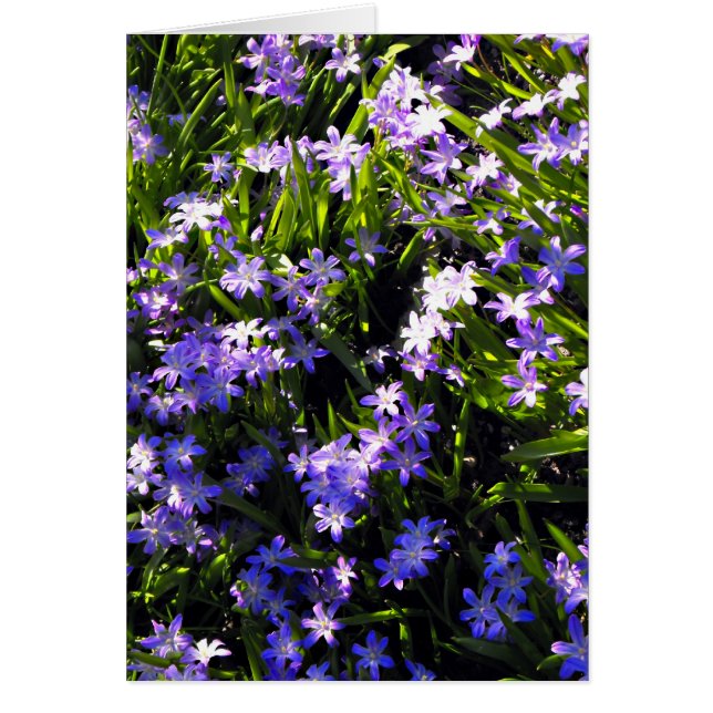 Blue Squill Spring Flowers (Voorkant)