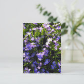 Blue Squill Spring Flowers Briefkaart (Staand voorkant)