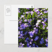 Blue Squill Spring Flowers Briefkaart (Voorkant / Achterkant)