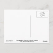 Blue Squill Spring Flowers Briefkaart (Achterkant)