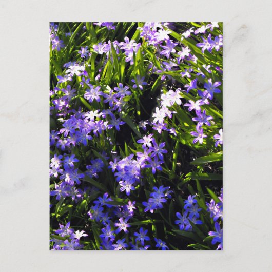 Blue Squill Spring Flowers Briefkaart (Voorkant)