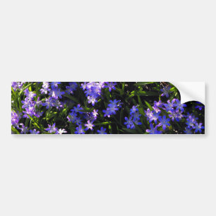 Blue Squill Spring Flowers Bumpersticker