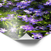 Blue Squill Spring Flowers Foto Afdruk (Hoek)