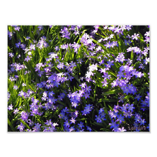 Blue Squill Spring Flowers Foto Afdruk (Voorkant)