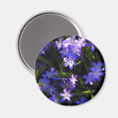 Blue Squill Spring Flowers Magneet (Voorkant / Achterkant)