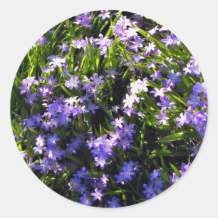 Blue Squill Spring Flowers Ronde Sticker