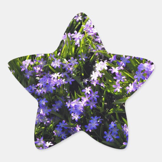 Blue Squill Spring Flowers Ster Sticker (Voorkant)