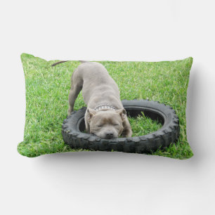 Blue Staffordshire Bull Terrier Play Time. Kussen