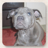 Blue Staffordshire Bull Terrier Puppy, Bier Onderzetter (Voorkant)
