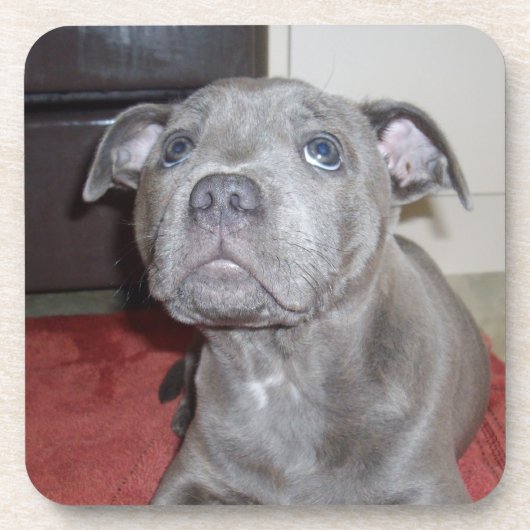 Blue Staffordshire Bull Terrier Puppy, Bier Onderzetter (Voorkant)