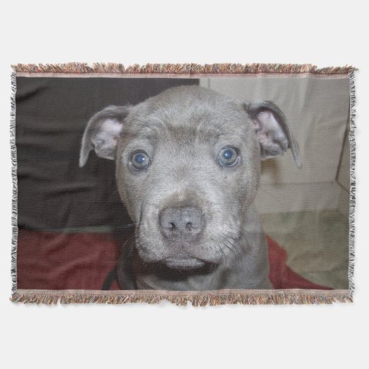 Blue Staffordshire Bull Terrier Puppy, Deken (Voorkant)