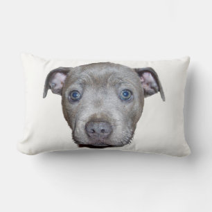 Blue Staffordshire Bull Terrier Puppy Face, White Kussen