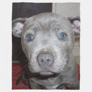 Blue Staffordshire Bull Terrier Puppy, Fleece Deken