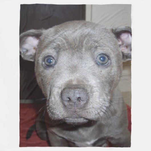 Blue Staffordshire Bull Terrier Puppy, Fleece Deken (Voorkant)