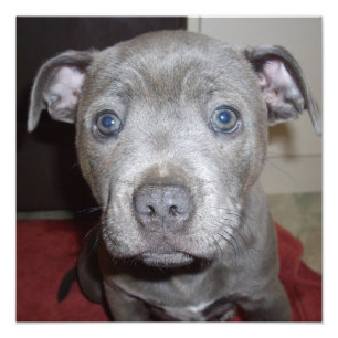 Blue Staffordshire Bull Terrier Puppy, Foto Afdruk