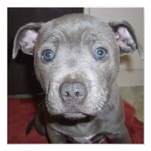 Blue Staffordshire Bull Terrier Puppy, Foto Afdruk (Voorkant)