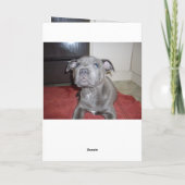 Blue Staffordshire Bull Terrier Puppy, Kaart (Achterkant)