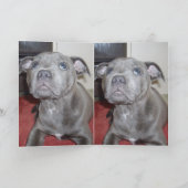 Blue Staffordshire Bull Terrier Puppy, Kaart (Binnen)