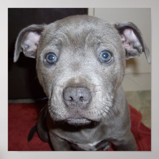Blue Staffordshire Bull Terrier Puppy, Poster (Voorkant)