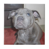 Blue Staffordshire Bull Terrier Puppy, Tegeltje (Voorkant)