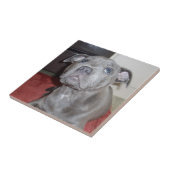 Blue Staffordshire Bull Terrier Puppy, Tegeltje (Zijkant)