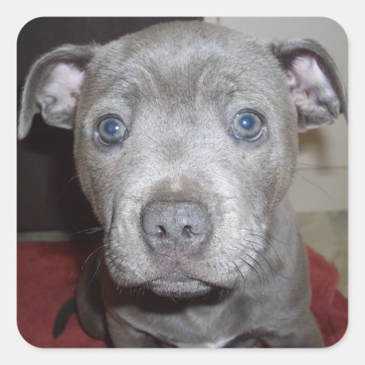 Blue Staffordshire Bull Terrier Puppy, Vierkante Sticker (Voorkant)
