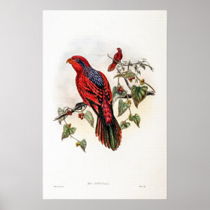 Blue streaked Lory beroemd gemaakt door John Goul Poster