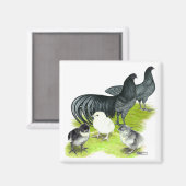 Blue Sumatra Magneet (Voorkant / Achterkant)