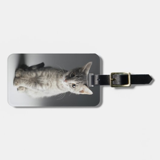 Blue Tabby Kitten Bagagelabel (Voorkant horizontaal)