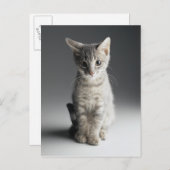 Blue Tabby Kitten Briefkaart (Voorkant / Achterkant)