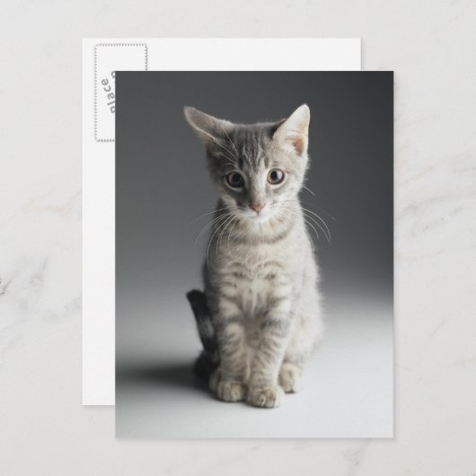 Blue Tabby Kitten Briefkaart (Voorkant / Achterkant)