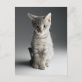 Blue Tabby Kitten Briefkaart (Voorkant)