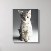 Blue Tabby Kitten Canvas Afdruk (Voorkant)