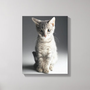 Blue Tabby Kitten Canvas Afdruk