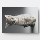 Blue Tabby Kitten Fotoplaat (voorkant)