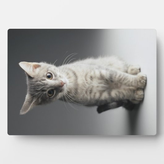 Blue Tabby Kitten Fotoplaat (voorkant)