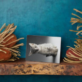 Blue Tabby Kitten Fotoplaat (Zijkant)