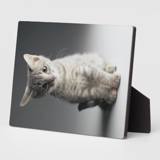 Blue Tabby Kitten Fotoplaat (Zijkant)