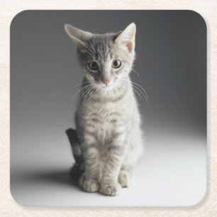 Blue Tabby Kitten Kartonnen Onderzetters