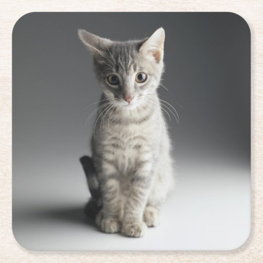 Blue Tabby Kitten Kartonnen Onderzetters (Voorkant)
