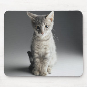 Blue Tabby Kitten Muismat