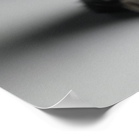 Blue Tabby Kitten Poster (Hoek)