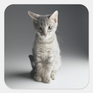 Blue Tabby Kitten Vierkante Sticker