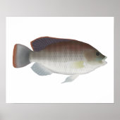 Blue Talipia Poster (Voorkant)