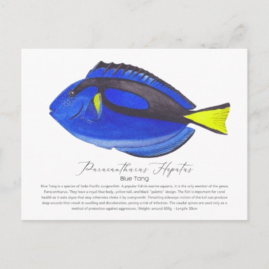 Blue Tang Fish Briefkaart (Voorkant)